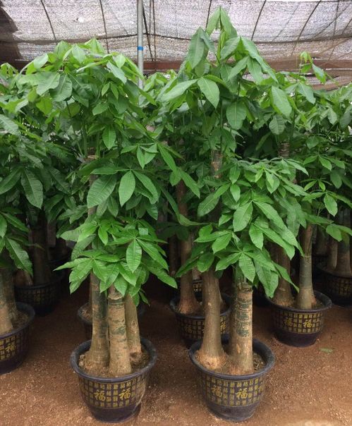 深圳專業花卉綠植服務 租借、銷售與養護的一站式解決方案