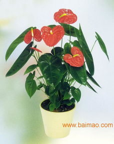 星沙泉塘花卉綠植租賃 為長沙星沙單位打造綠色辦公環境