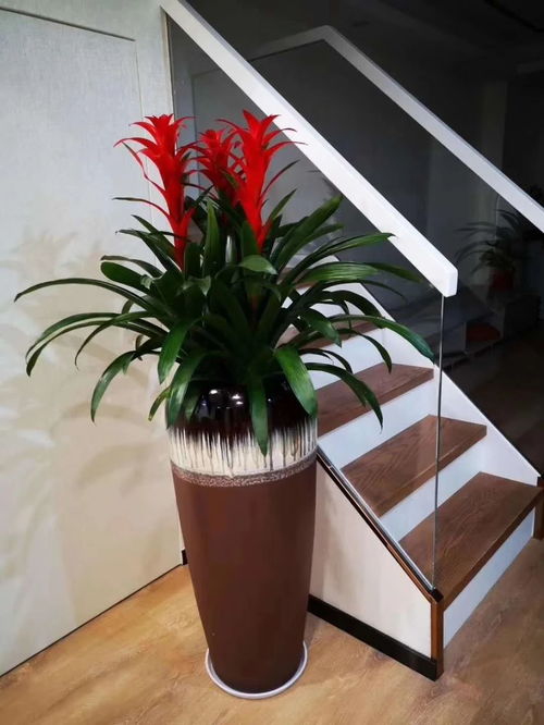 深圳辦公室花卉綠植租擺服務 美化空間，煥發企業活力
