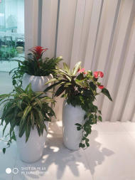 綠色生活，觸手可及 花卉綠植租借的全方位指南